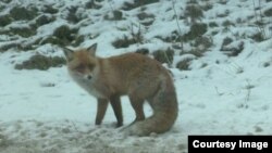 Обитатели Куршской косы. Лиса