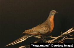 გადაშენებული მოგზაური მტრედი