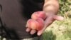 Georgia -- Georgian peach, Lagodekhi