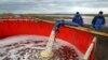 Русија: Испораката на нафта преку Украина прекината поради санкциите 