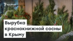 Вырубка краснокнижной сосны в Крыму | Доброе утро, Крым!