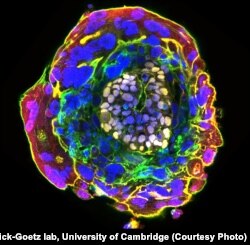 A human embryo, 11 days old