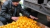 Ежегодно в Россию поставляются порядка 25 тысяч тонн абхазских цитрусов
