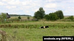 Рэдкая карова на лузе каля Знаменкі