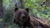 Image result for Мядзьведзь