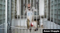 После грузино-абхазской войны питомник находился в ужасном состоянии: от нескольких тысяч осталось около 150 обезьян, cейчас поголовье увеличилось до 600