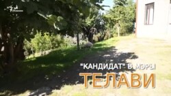 Овцу – в мэры!