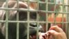 Свобода встречает радостно у входа не всех: горилла Тони прописана в зоопарке немецкого Саарбрюккена, и Мадрид последнему не указ